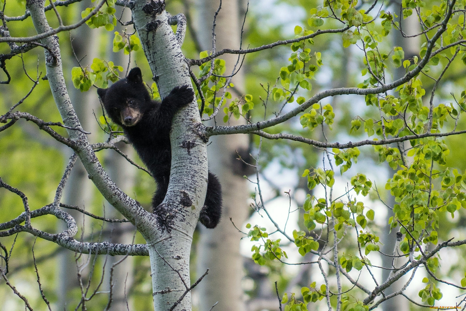Кто живет на дереве. Медведь на дереве. Животные весной. Медвежонок на дереве.